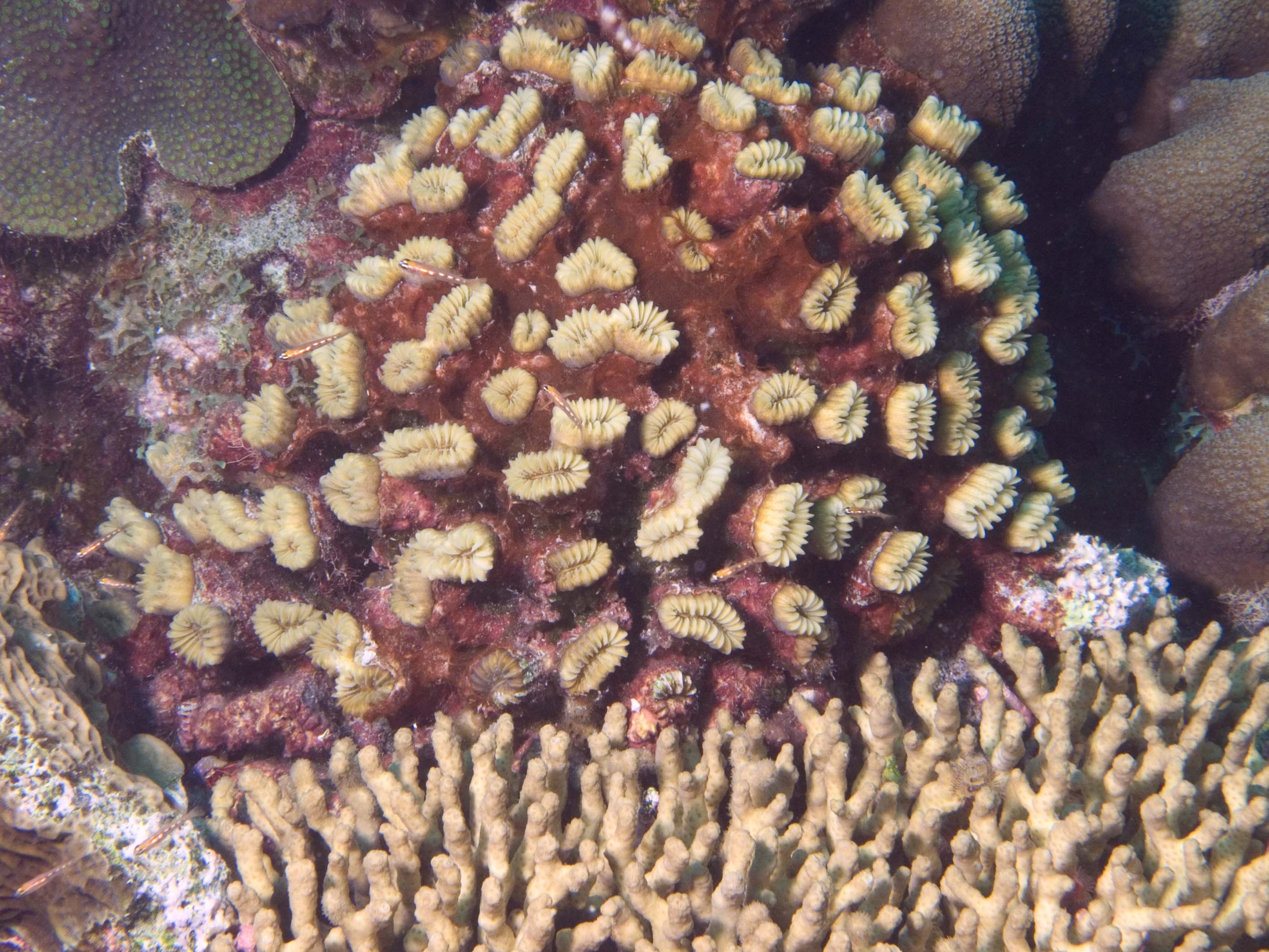 gal/Bonaire 2006/CoralCropped5x3.jpg